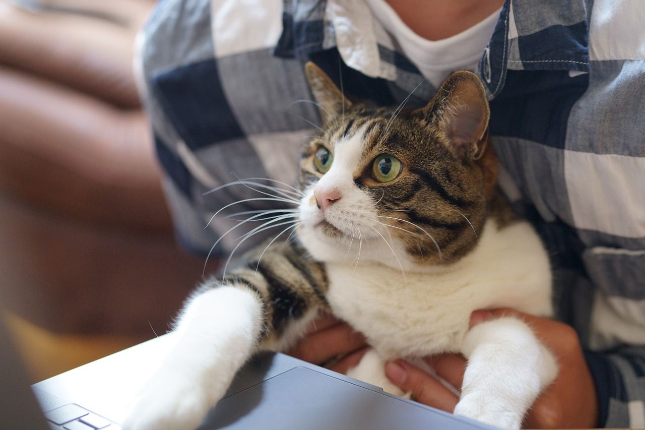Getting to know your coworkers' pets can be a great way to build a remote work culture.